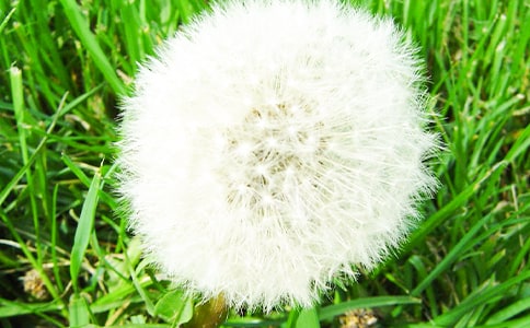 TѹӢİƪ
