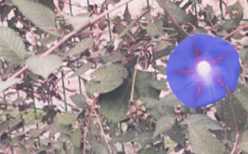 ϲgƪ